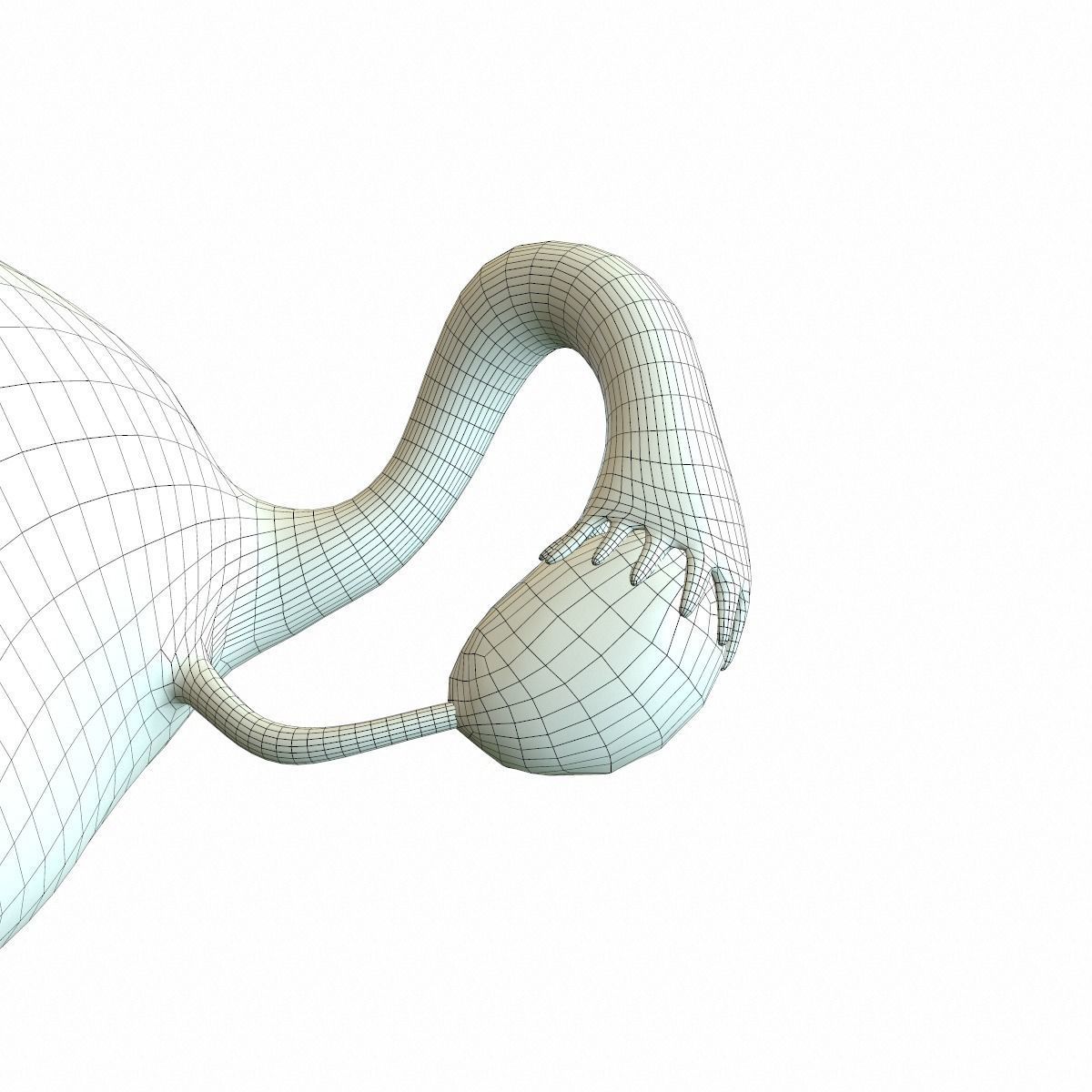 Female Reproductive System 3D model_14