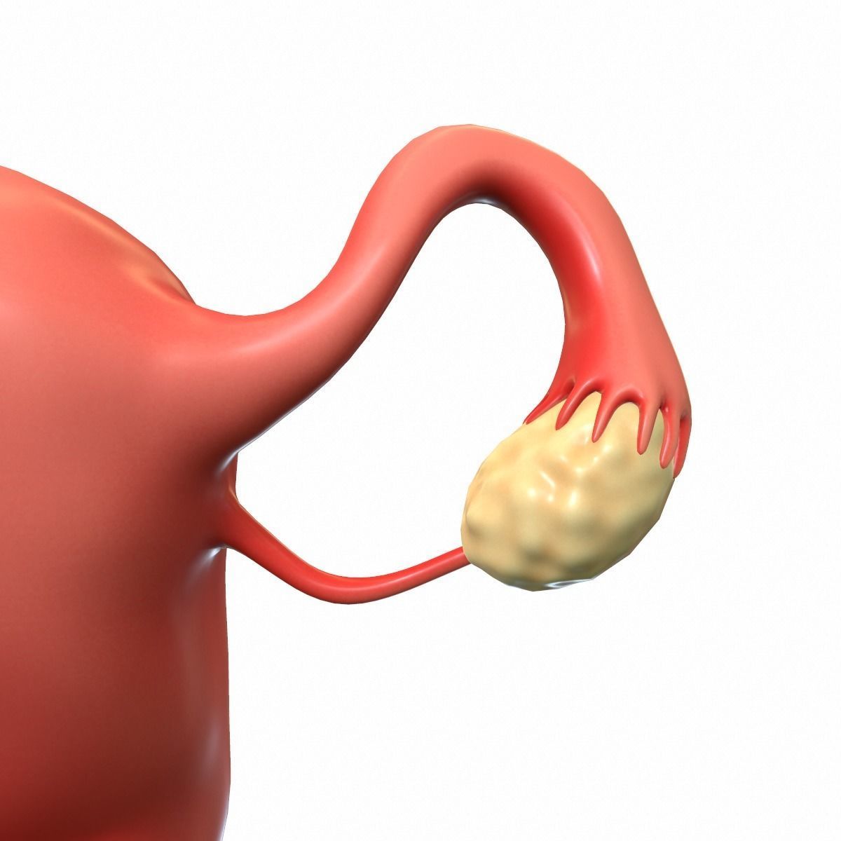 Female Reproductive System 3D model_5