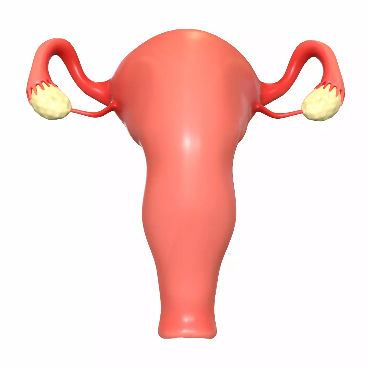 Female Reproductive System 3D model_0
