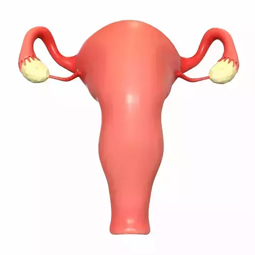 Female Reproductive System 3D model
