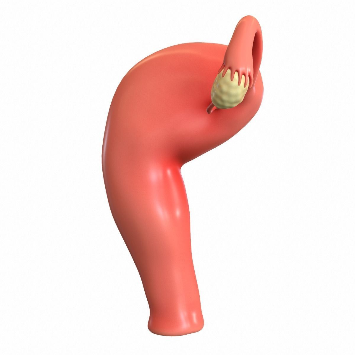 Female Reproductive System 3D model_10