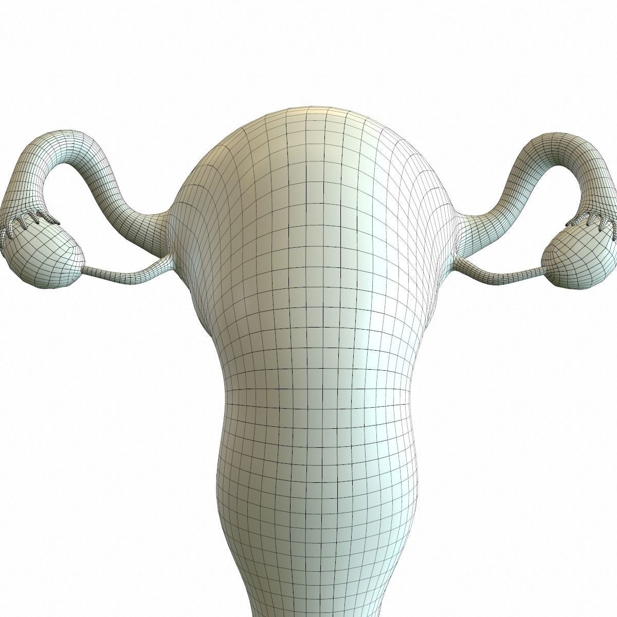 Female Reproductive System 3D model_13