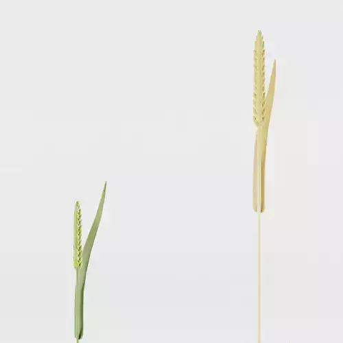 Wheat Plant - Two Growing Stages