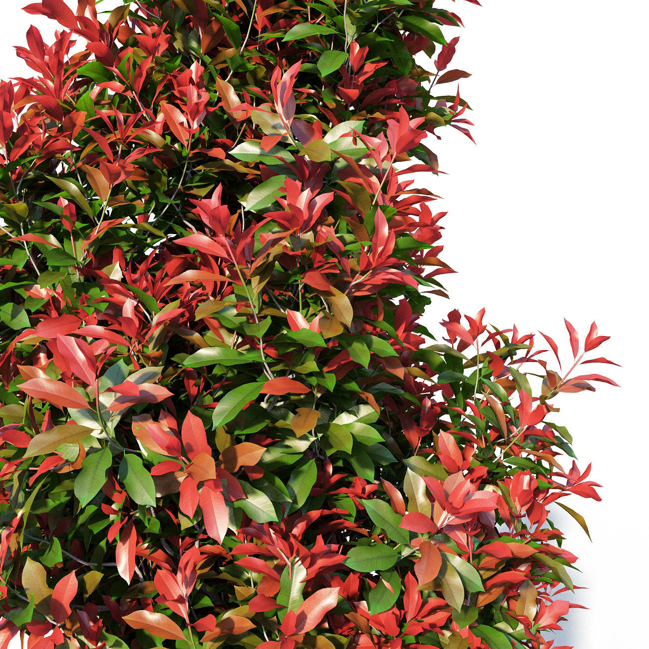 Photinia fraseri Little Red Robin pot 3D model_3