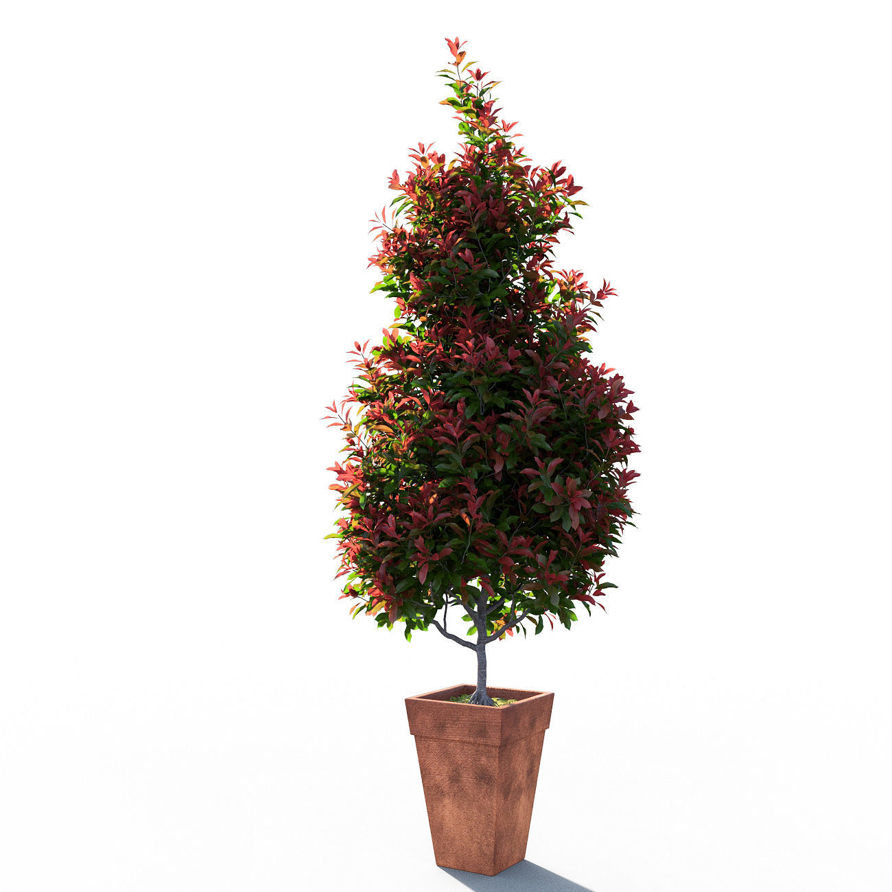 Photinia fraseri Little Red Robin pot 3D model_2