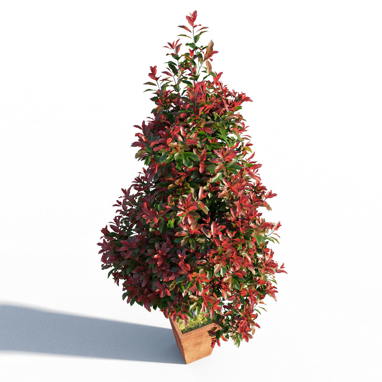 Photinia fraseri Little Red Robin pot 3D model_1