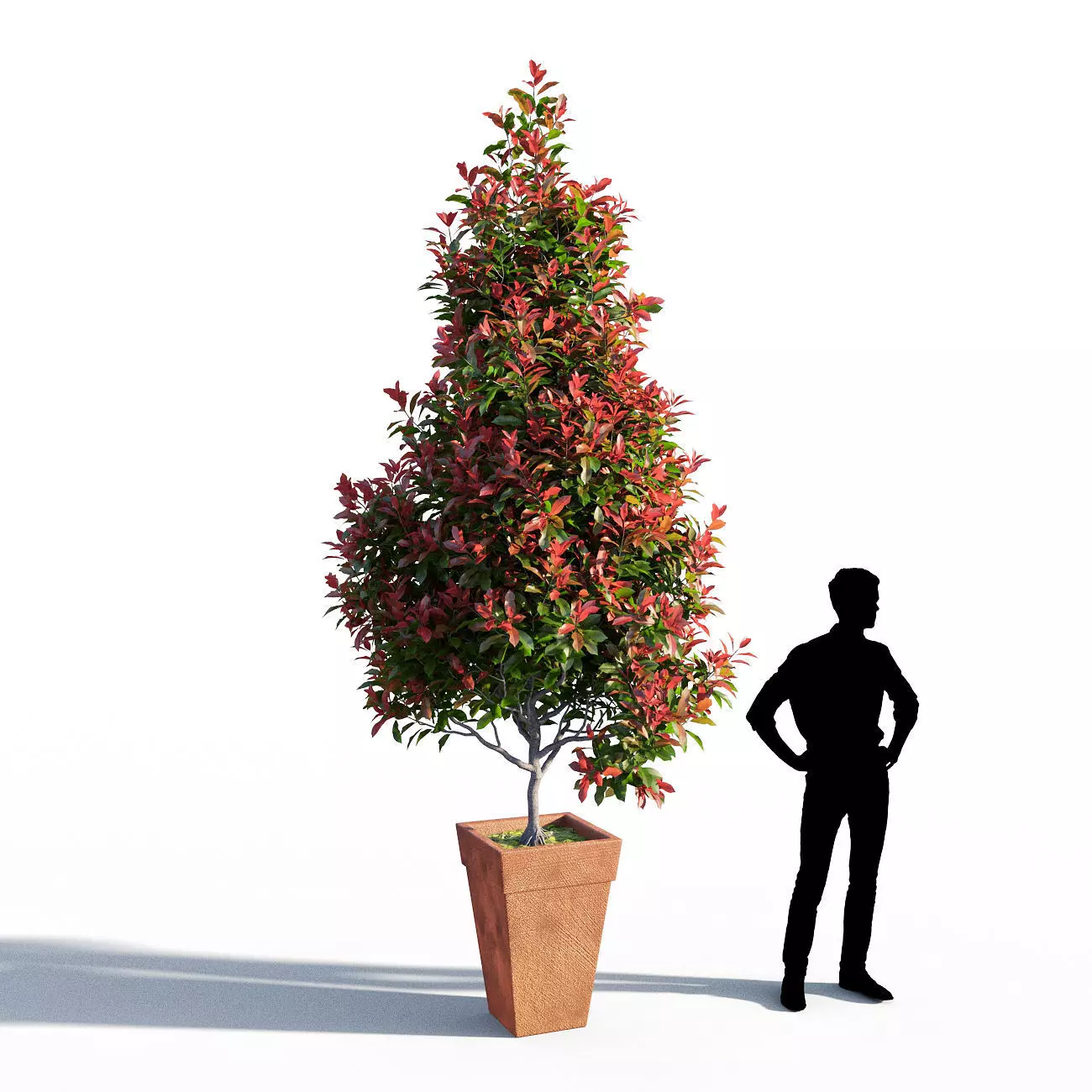 Photinia fraseri Little Red Robin pot 3D model_0