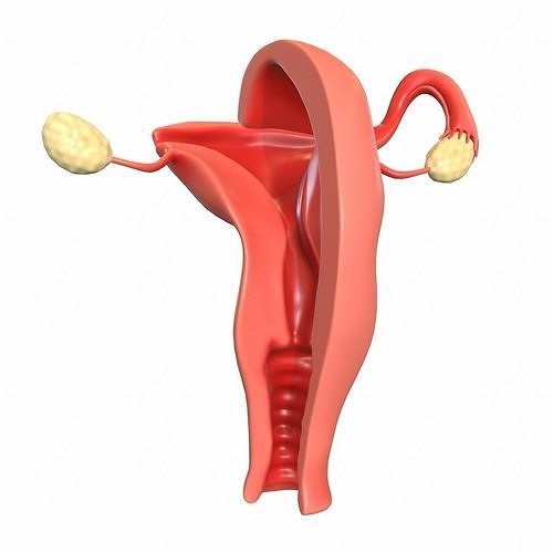 Maps for Female Reproductive System 3D model