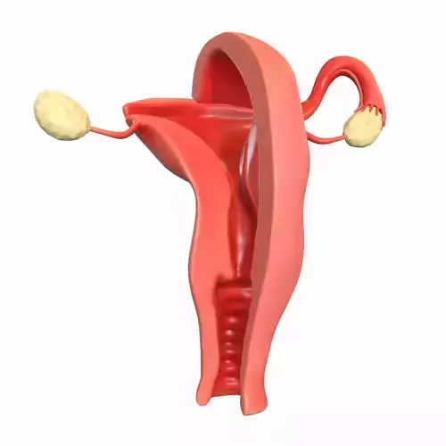 Maps for Female Reproductive System 3D model