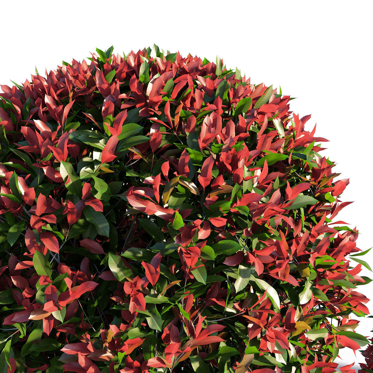 Photinia fraseri Little Red Robin SHAPE 3D model_2