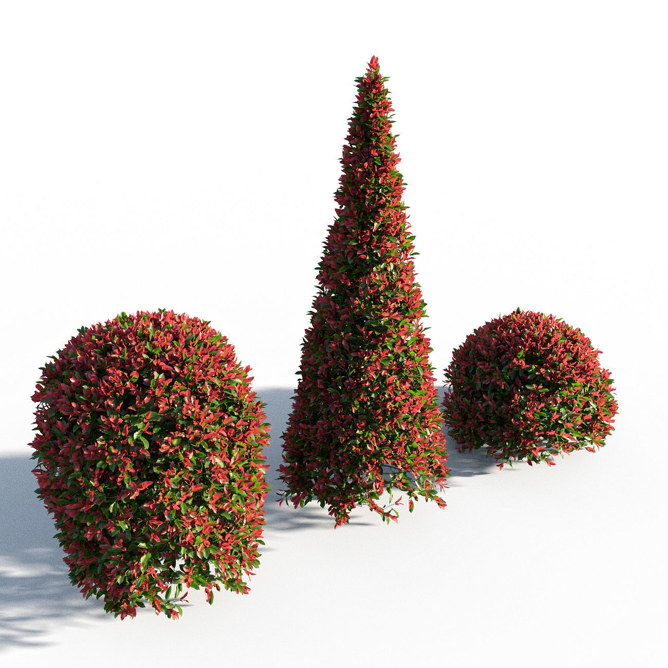 Photinia fraseri Little Red Robin SHAPE 3D model_1