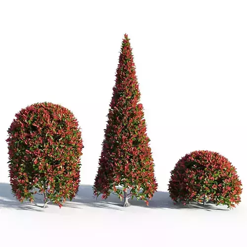 Photinia fraseri Little Red Robin SHAPE 3D model