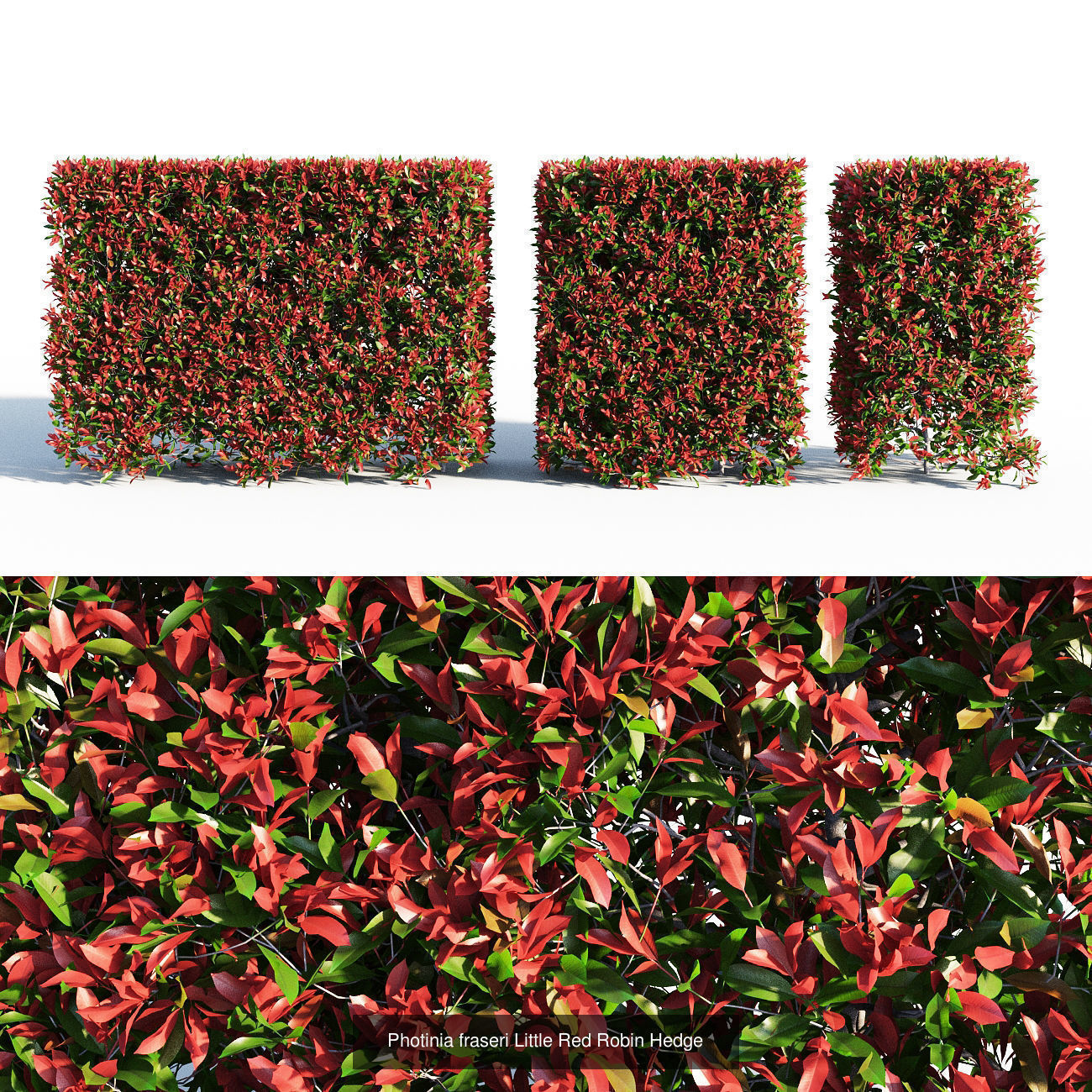 Photinia fraseri Little Red Robin collection _1