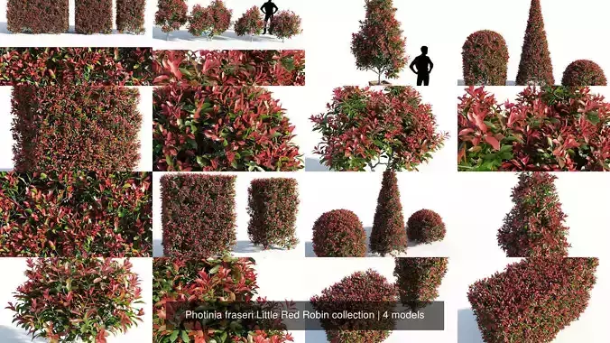 Photinia fraseri Little Red Robin collection 