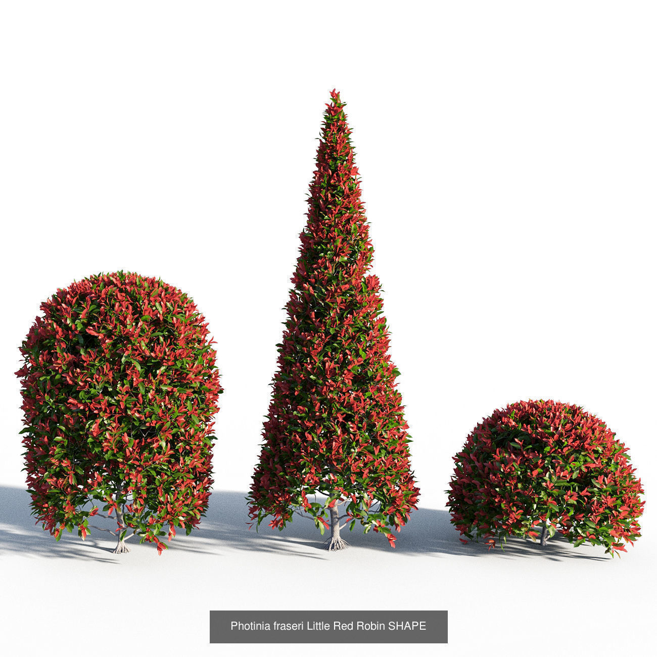 Photinia fraseri Little Red Robin collection _4