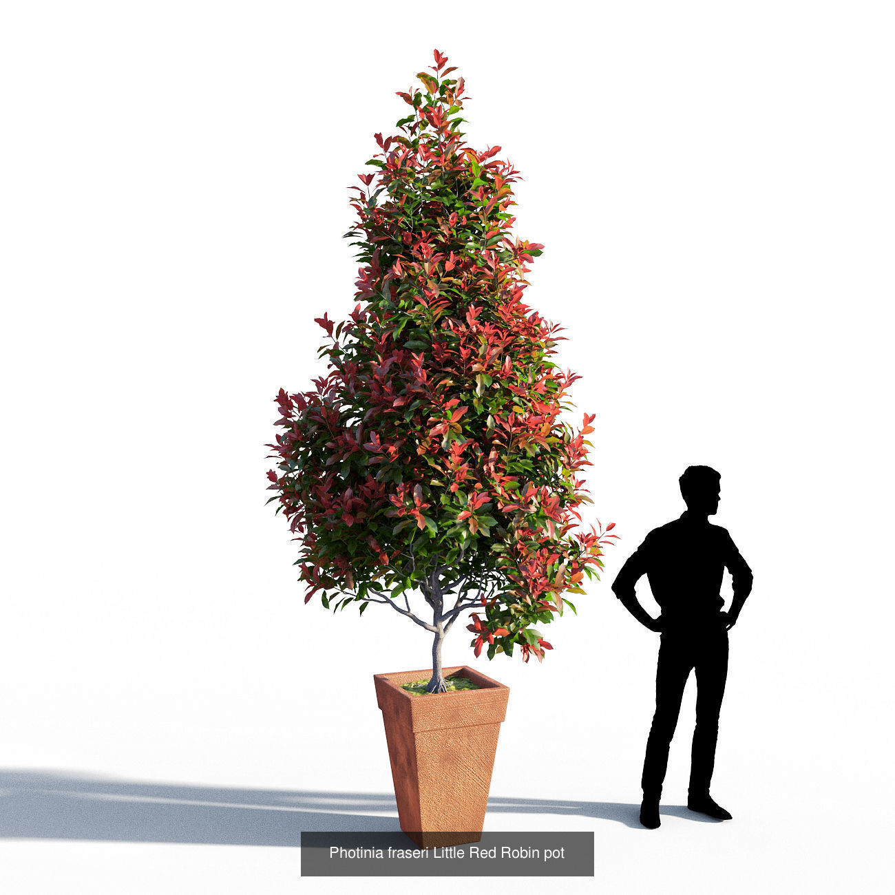 Photinia fraseri Little Red Robin collection _3