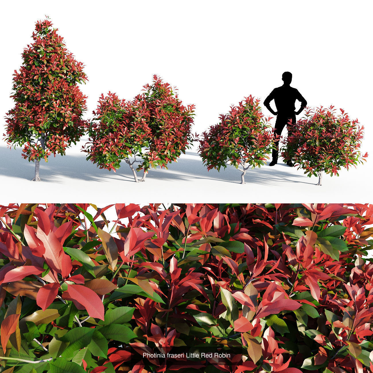 Photinia fraseri Little Red Robin collection _2