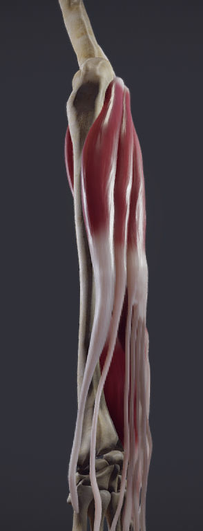 Extensors Of The hand Low-poly 3D model_16