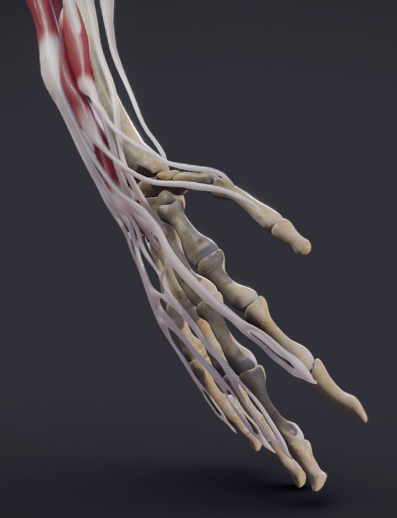 Extensors Of The hand Low-poly 3D model_18