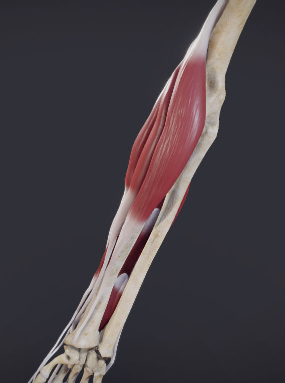 Extensors Of The hand Low-poly 3D model_14