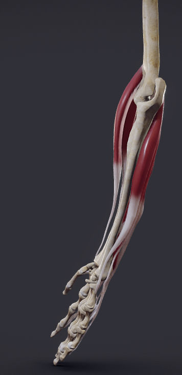 Extensors Of The hand Low-poly 3D model_6