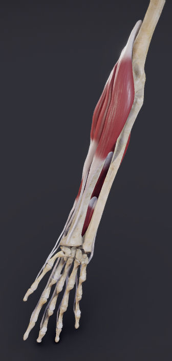 Extensors Of The hand Low-poly 3D model_4