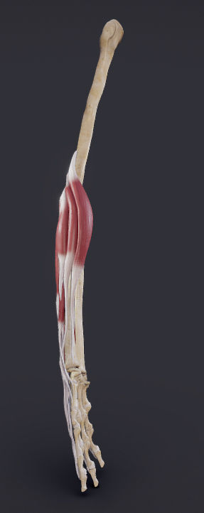 Extensors Of The hand Low-poly 3D model_9