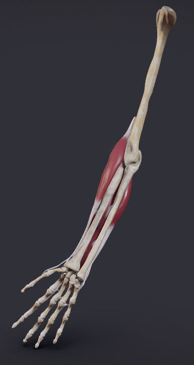 Extensors Of The hand Low-poly 3D model_10