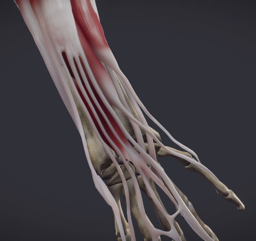 Extensors Of The hand Low-poly 3D model_22