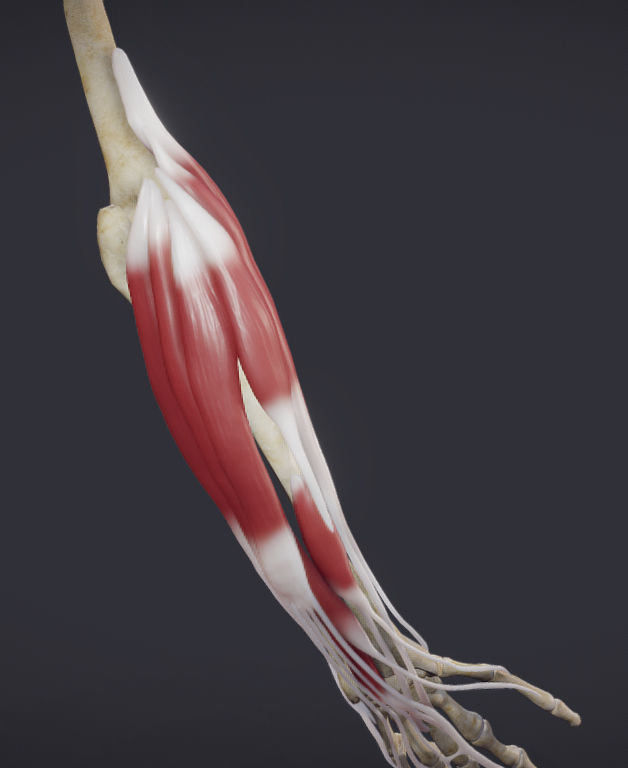 Extensors Of The hand Low-poly 3D model_12