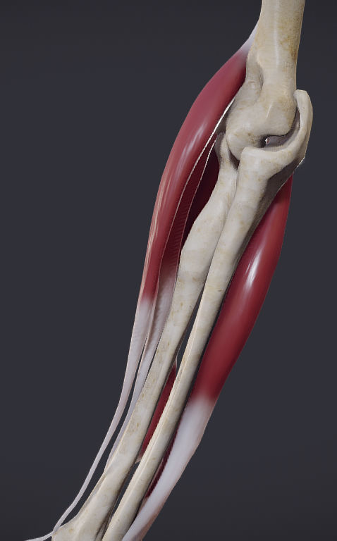 Extensors Of The hand Low-poly 3D model_15