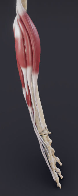 Extensors Of The hand Low-poly 3D model_3