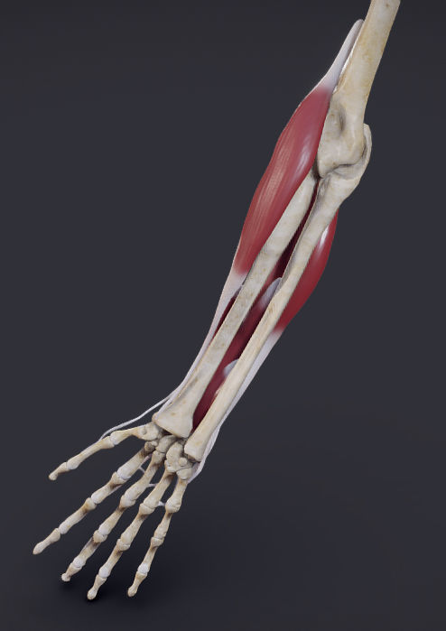 Extensors Of The hand Low-poly 3D model_5