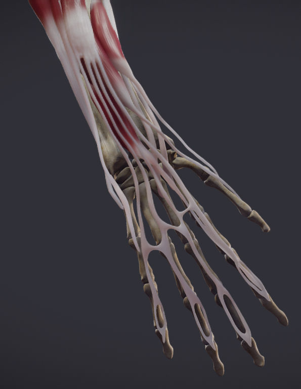 Extensors Of The hand Low-poly 3D model_17