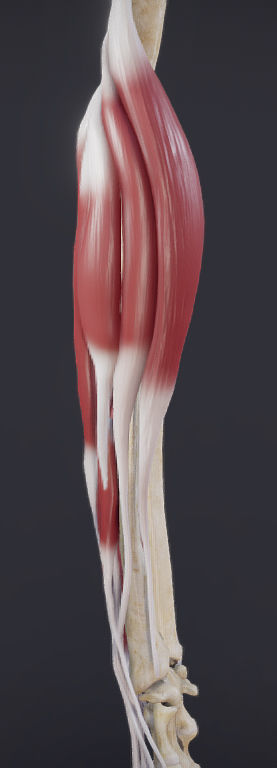 Extensors Of The hand Low-poly 3D model_13