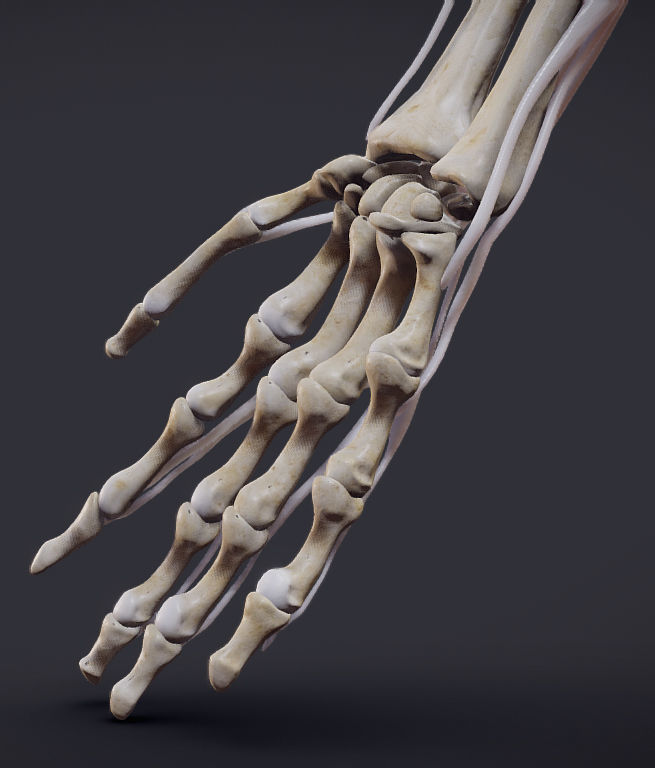 Extensors Of The hand Low-poly 3D model_20