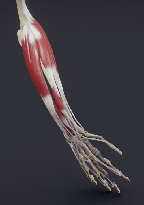 Extensors Of The hand Low-poly 3D model_2