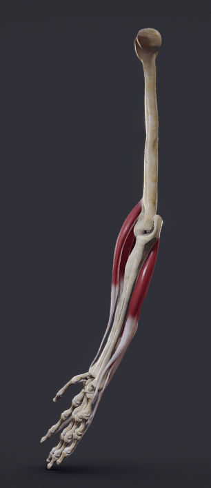 Extensors Of The hand Low-poly 3D model_11