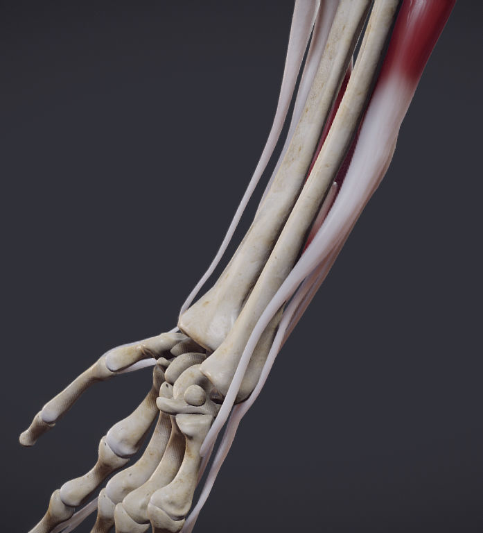 Extensors Of The hand Low-poly 3D model_21