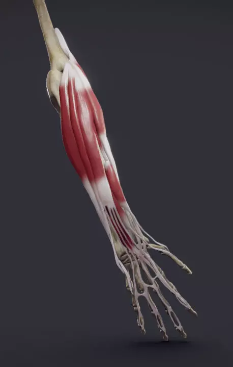 Extensors Of The hand Low-poly 3D model_0