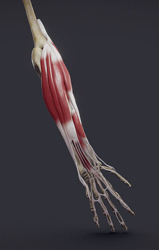 Extensors Of The hand Low-poly 3D model
