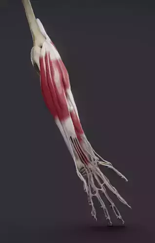 Extensors Of The hand Low-poly 3D model