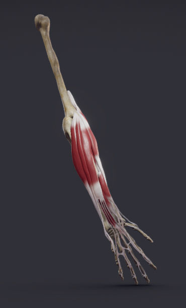 Extensors Of The hand Low-poly 3D model_1