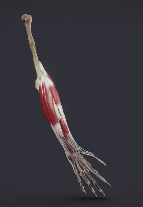 Extensors Of The hand Low-poly 3D model_8