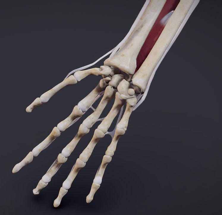 Extensors Of The hand Low-poly 3D model_19