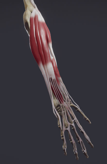 Extensors Of The hand Low-poly 3D model_7