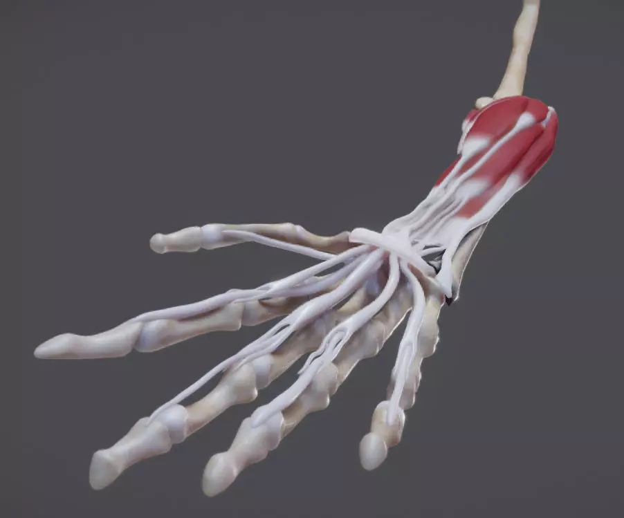 Flexor Muscles Of the hand Low-poly 3D model