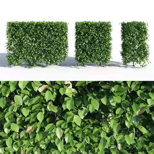 HORNBEAM hedge 3D model