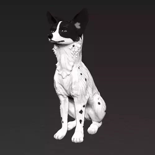 Sitting Basenji Dog African canine