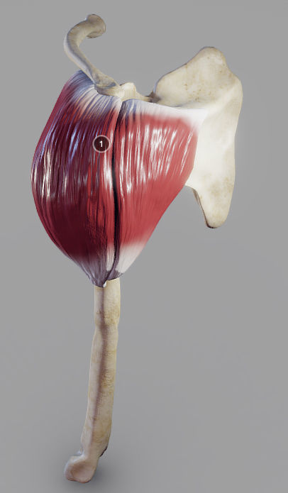 Deltoid Origin And Insertion Low-poly 3D model_7